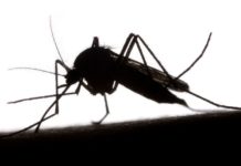 Why a Massive Zika Outbreak in the United States Is Unlikely