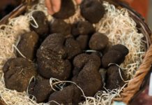 Truffles: The Rarest and Most Expensive Fungi in the World