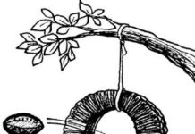 Sports Games for Kids