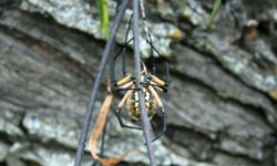 If you find yourself in Brazil, keep an eye out for this wandering spider. Its venom is highly toxic.